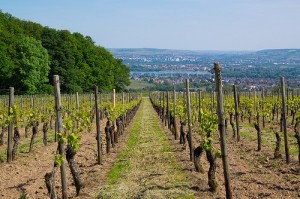 Wandern im schönen Rheingau